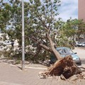 Tragedia sfiorata in viale Olanda: grosso albero si schianta su una autovettura in sosta