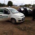 Furto di olive sventato dalle Guardie Campestri di Andria in contrada Belvedere