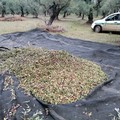 Ingente furto di olive a Montegrosso sventato dalle Guardie Campestri