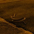 Andria, serpente attraversa piazza Trieste e Trento