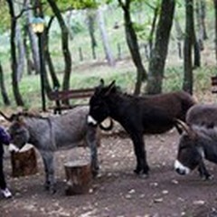 Guardo, tocco, accarezzo i miei amici animali