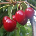 Allarme di Coldiretti Puglia: «Crolla drasticamente il prezzo delle ciliegie»
