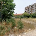 NPsi Andria,  "Non è natura ma abbandono: Andria e il fallimento del verde pubblico "