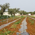 Liberi Agricoltori Andriesi: «L’agricoltura non si ferma e continua a lavorare nel rispetto delle norme»