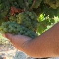 Inizia la vendemmia in Puglia, con lieve calo del 5% nelle province di Bari e Bat