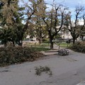 Potatura alberi: divieti al traffico su Via Bari, dal 08 al 09 febbraio