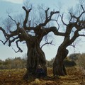 Xylella nella Bat, espiantati quattro ulivi infetti