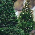 Tornano gli alberi di Natale veri (da 30 a 80 euro): in Puglia gettonati anche noleggio e ‘affido’ green