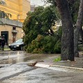Maltempo: strade allagate ed un grosso pino cade sull'asfalto in via della Pineta
