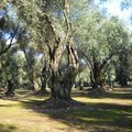 Ad Andria presentazione del libro di Piero Tateo “La Puglia degli ulivi dopo la xylella”