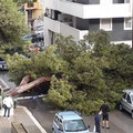 Maltempo: cade pino secolare in via delle Querce