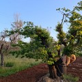 Xylella: la Regione concede l'autorizzazione all'impianto di ciliegi, agrumi ed albicocchi in zone infette