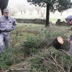 Taglio non autorizzato di alberi a Castel del Monte, denunciato un andriese