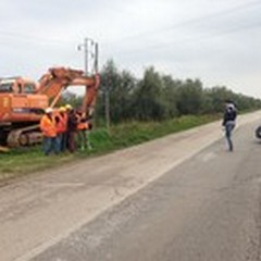 Asta pubblica per la vendita degli alberi d'ulivo della Sp33  "Andria-Bisceglie "