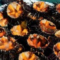 Per tre anni sarà sospesa la pesca del riccio di mare in Puglia