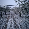 CIA Puglia:  "Gelate colpo di grazia per l'agricoltura pugliese "