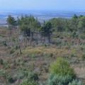 Parco Alta Murgia, da giugno a settembre 135 ettari di bosco andati in fumo