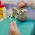 Covid: l'Agenzia europea per i medicinali da l'ok a vaccino Pfizer per bambini tra 5 e 11 anni d'età