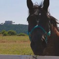 Linea verde estate torna a Castel del Monte ed Andria, insieme al Consorzio Terre di Castel del Monte