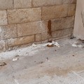 Il centro storico continua a regalarci episodi indecenti: il muro della Cattedrale scambiato per un bagno