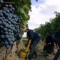 Crescono le vendite di vino pugliese all'estero