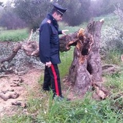 Abbattono ulivi secolari per ricavare legna: sei andriesi arrestati