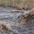 Scoppiate tubature, campagne inondate dall'acqua a Minervino Murge
