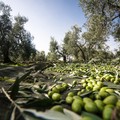 Fondi ed opportunità per l’olivicoltura pugliese: domande entro l’8 aprile