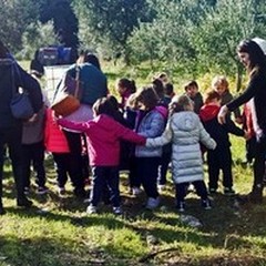 Dalle Olive all’Olio: alunni alla scoperta dell'oro verde