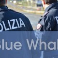 Polizia Postale: una pagina web dedicata al fenomeno  "Blue whale "