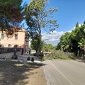 Vento forte: albero si schianta a Montegrosso sulla strada per Castel del Monte, rami caduti in zone della città