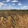 E' allarme siccità in Puglia con campi a secco: a rischio 1/3 Made in Italy a tavola