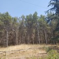 “Foreste di Puglia”, cresce la risposta dei territori: 13 progetti presentati dalla Bat