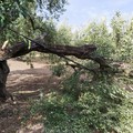 Caduta olive per il forte vento: rischio peggioramento meteo da martedì