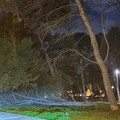 Caduto nella notte un altro albero nella pineta della Villa comunale