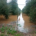 Maltempo ad Andria: campagne allagate e piccoli smottamenti. Sospesa la raccolta delle olive