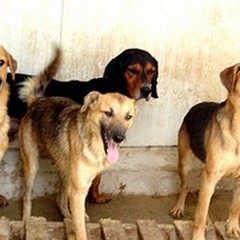 Dog's Hostel: via libera al dissequestro; ancora ignote le motivazioni