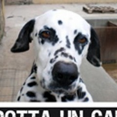 S.O.S. cani radagi: tanti cuccioli cercano casa