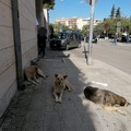 Cani in attesa davanti all'ingresso dell'ospedale  "Bonomo " di un visitatore o di un ricoverato