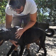 Contrasto al randagismo: veterinario gratis per chi adotta dai canili