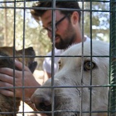 Canile  "Lillo & Lillo ": arrivano gli ospiti del Dog's Hostel di Trani