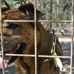 Dalla Bat cani da combattimento in Sicilia: la barbarie scoperta dalla Polizia di Stato