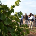 Il meglio della produzione Doc ed Igt della Murgia a  "Cantine aperte in vendemmia "