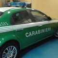 Anche Andria interessata dal passaggio dei Forestali all'Arma dei Carabinieri