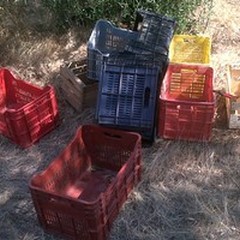 Le Guardie Campestri sventano un furto di uva