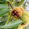Castagne, Coldiretti Puglia: insetto killer azzera in Puglia frutto simbolo dell’autunno (-90%)