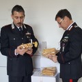 Troia: «Grazie al lavoro dei Carabinieri Forestali, il Parco continua ad essere un ambiente salubre»