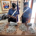 Carabinieri Andria arrestano ventenne: rinvenuta serra per coltivazione della marijuana