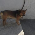 Ciccio, smarrita la mascotte di Montegrosso