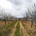 Settimo censimento generale dell’agricoltura: saranno coinvolti anche i Centri di Assistenza Agricola